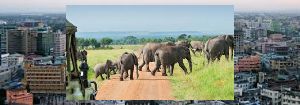elephants in Nyerere national park